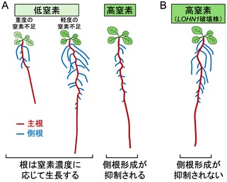 植物の栄養環境応答の新しいしくみを発見 | 研究成果 | 九州大学